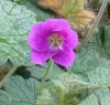 geranium-orkney-pink